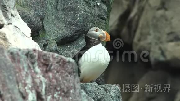 野生动物企鹅栖息地视频