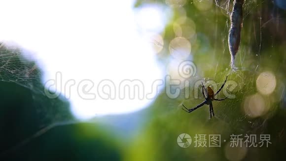 奇妙的大自然红树林森林荒野视频