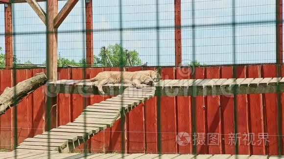 野黄美洲狮栖息在高木横梁上视频