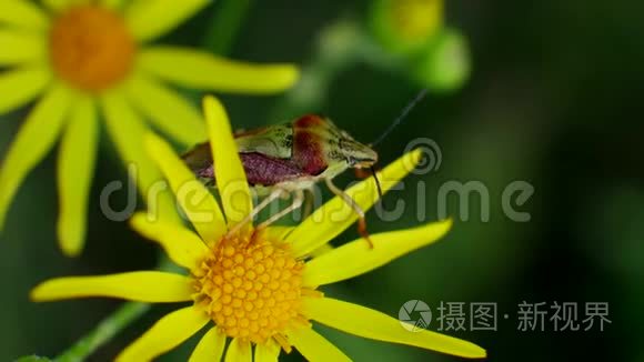 野地黄花红绿虫的栖息视频