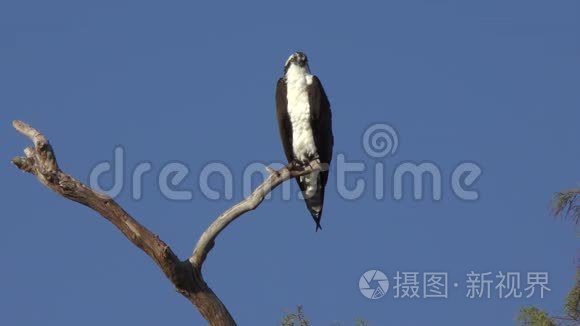 鱼鹰栖息在佛罗里达的一棵树上视频