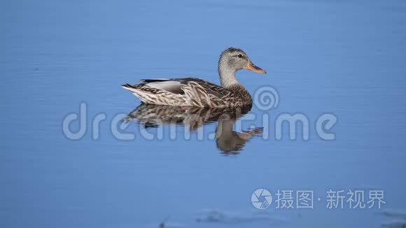 漂浮在水中的雌性马拉德视频