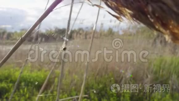 蜘蛛掠食者被蜘蛛网捕食者特写背景吸引人的领域