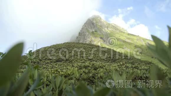 白种人山区的山野景观覆盖着特有的草和植物