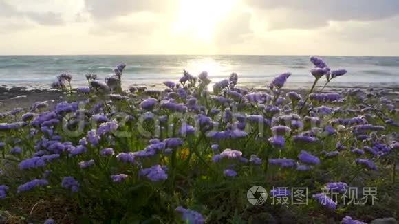 日落时海岸边盛开的海薰衣草