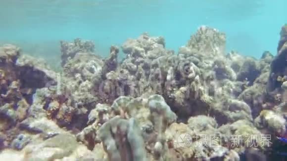 珊瑚海星视频