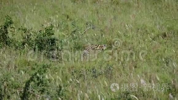 猫在非洲荒野的草原上漫步视频