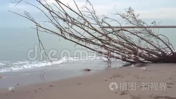 海岸上一棵树的树干