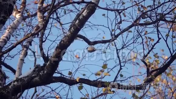 柳蒂鸟在树枝上栖息视频