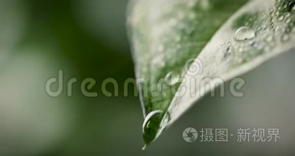 从绿叶中流出的新鲜水滴