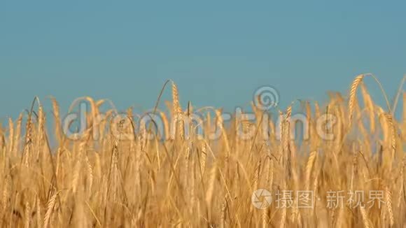 一大片成熟的小麦视频