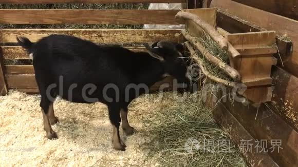 黑山羊吃食物视频