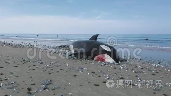 海洋污染造成的致命鲸鱼死亡视频