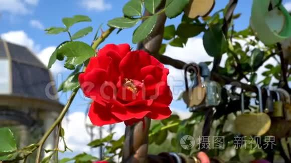 特写镜头，美丽的红玫瑰在阳光明媚的一天迎风蓝天摆动.. 底部视图。 4k.25fps