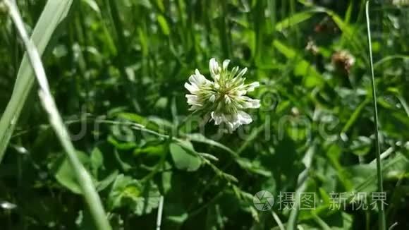 风中花园里的白三叶草花视频