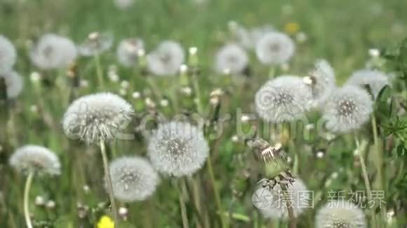 白蒲公英在夏日阳光明媚的日子里，天空背景下白云