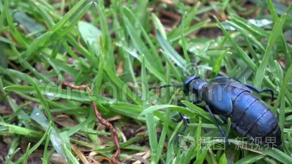 欧洲油甲虫在春天露水的草中视频