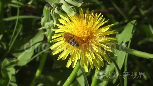 蒲公英码头录像里的蜜蜂视频