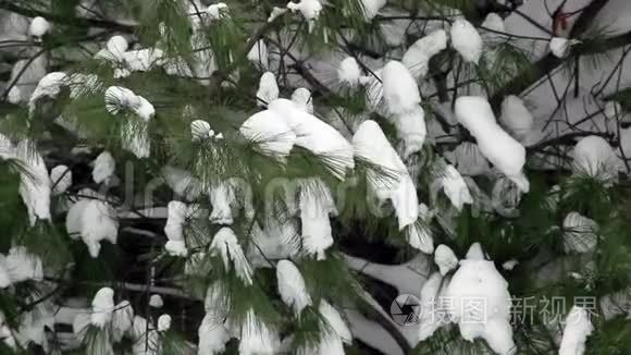 松树上的雪视频