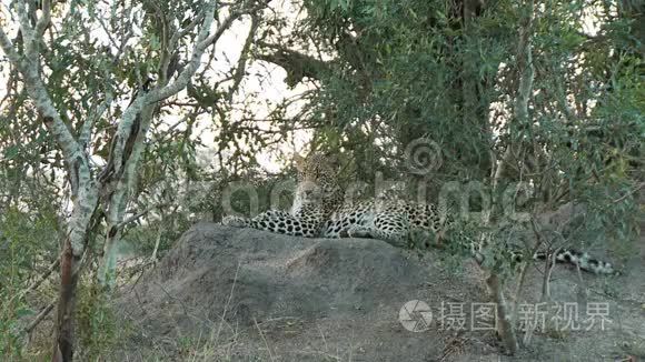 豹子躺在岩石上视频