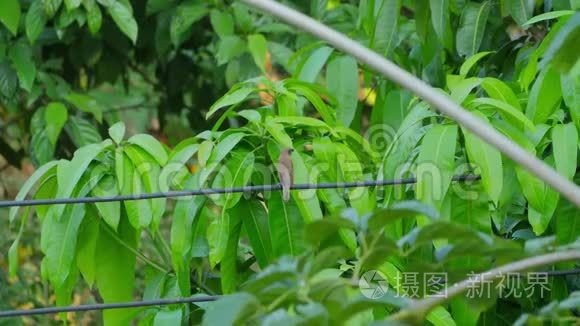 电线上有鳞的芒尼亚鸟栖息视频