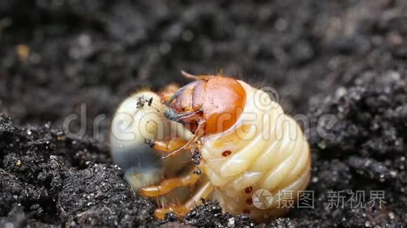 黑地背景下的幼鸟或五月虫或虫视频