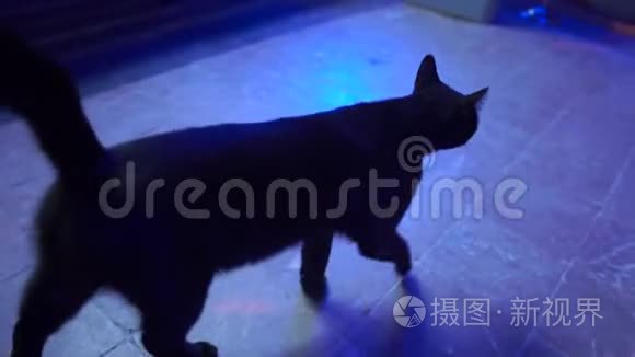 晚上黑猫慢吞吞地走进酒店大堂视频