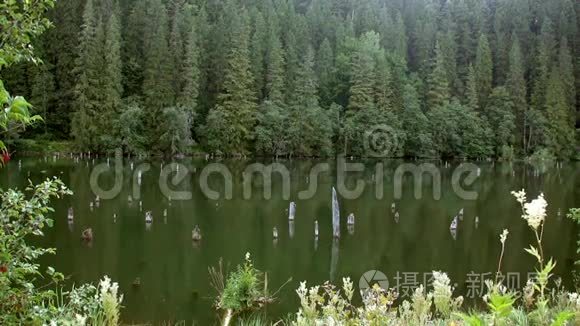 森林和湖泊视频