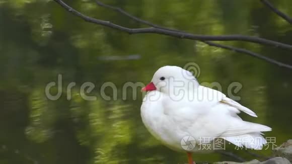 白婴动物鸭和湖视频