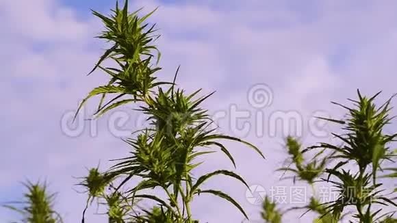 一种丹毒在百万口燕麦中