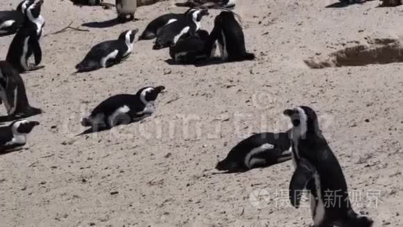 企鹅在南非海滩的殖民地视频