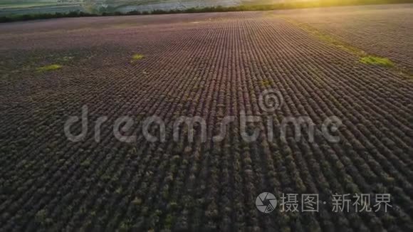 在金色的夏季傍晚日落时，空中盛开的薰衣草花田。 中。 阳光照耀着薰衣草的花朵