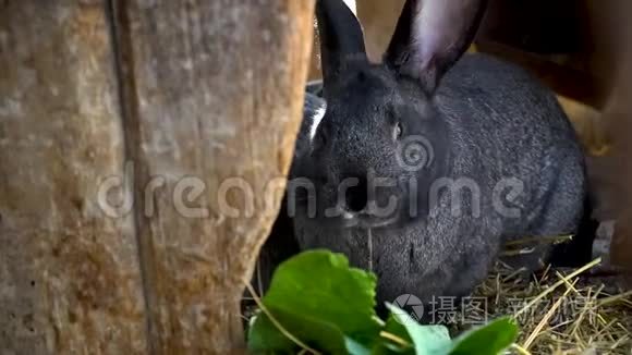 黑兔在笼子里吃干草视频