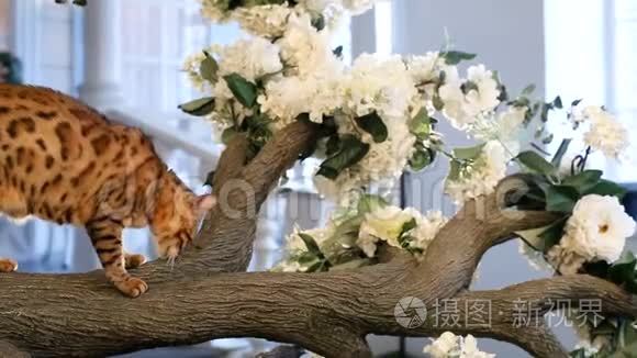 孟加拉猫栖息在树上视频