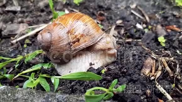 一只蜗牛在雨中爬出水槽的录像视频