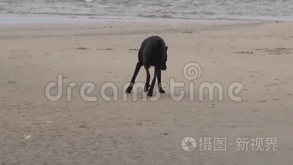 快乐的狗在海滩上奔跑视频