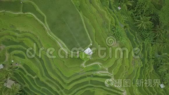 水稻梯田从上面的飞行。 鸟瞰中国广西绿色水稻种植。 农业产业