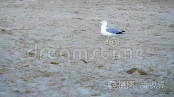 海鸥漫步海滩视频