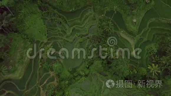 水稻梯田空中观景台。 广西山区绿色水稻种植。 农业产业