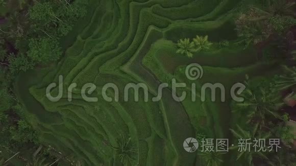 水稻梯田从上面的飞行无人机。 鸟瞰中国广西绿色水稻种植。 农业产业