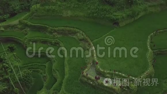 水稻梯田空中观景台。 广西山区绿色水稻种植。 农业产业