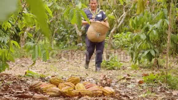有篮子收获可可水果的土著工人视频