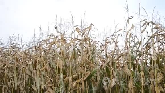 充满活力的玉米在风中视频