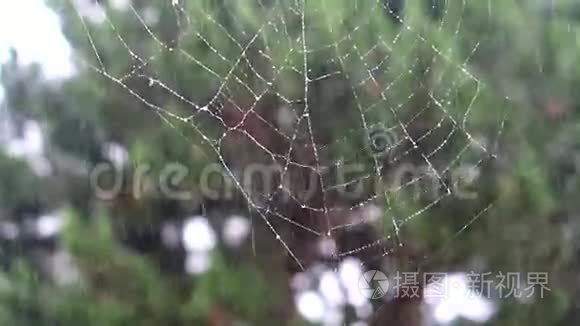 在雨中蜘蛛网视频