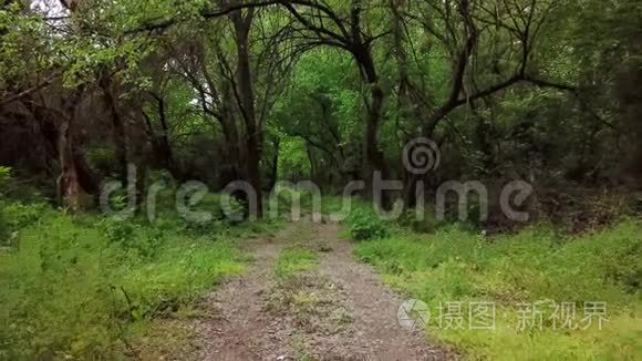 林地神秘景观-夏季森林树木之间的移动