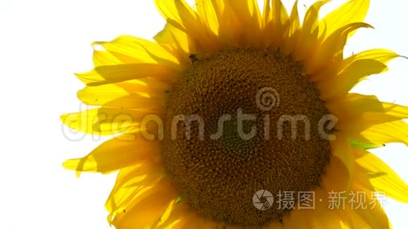 黄色的向日葵靠近太阳`光线通过的地方。 在向日葵蜜蜂中采集花蜜..