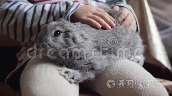 灰兔坐在一个孩子的膝盖上视频