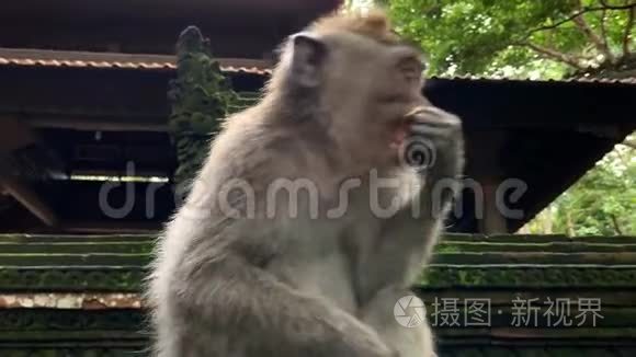 巴厘岛乌布的猴子森林里的猕猴视频