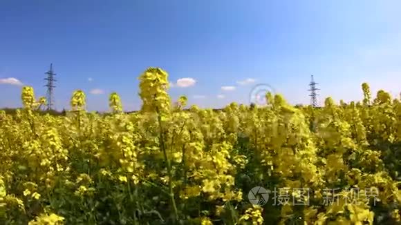 油菜花在晴空下随风摇曳视频