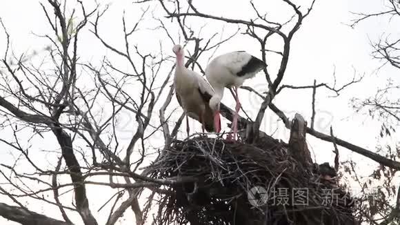 鹳鸟修理被风吹碎的巢视频